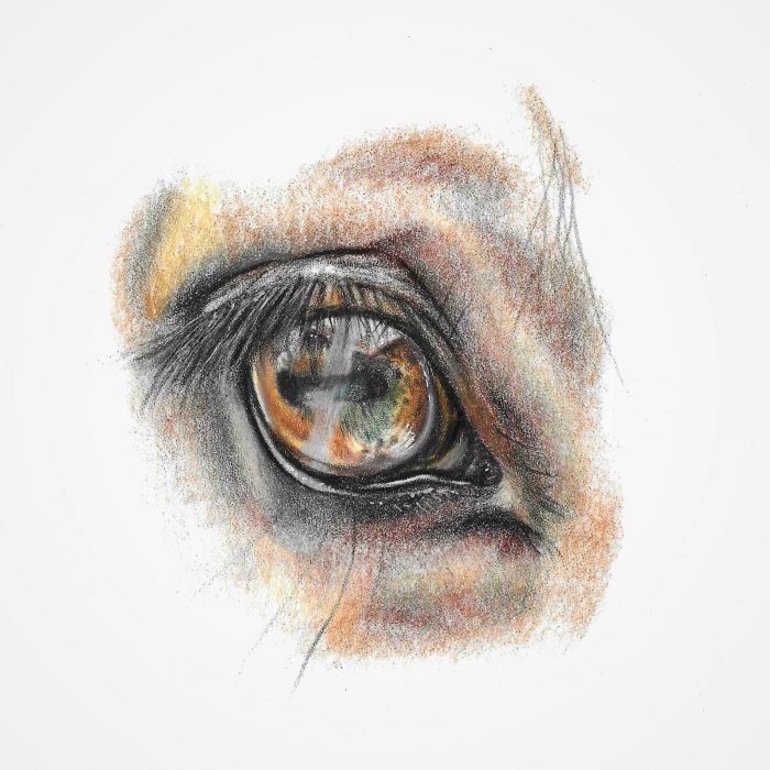 Horse eye study