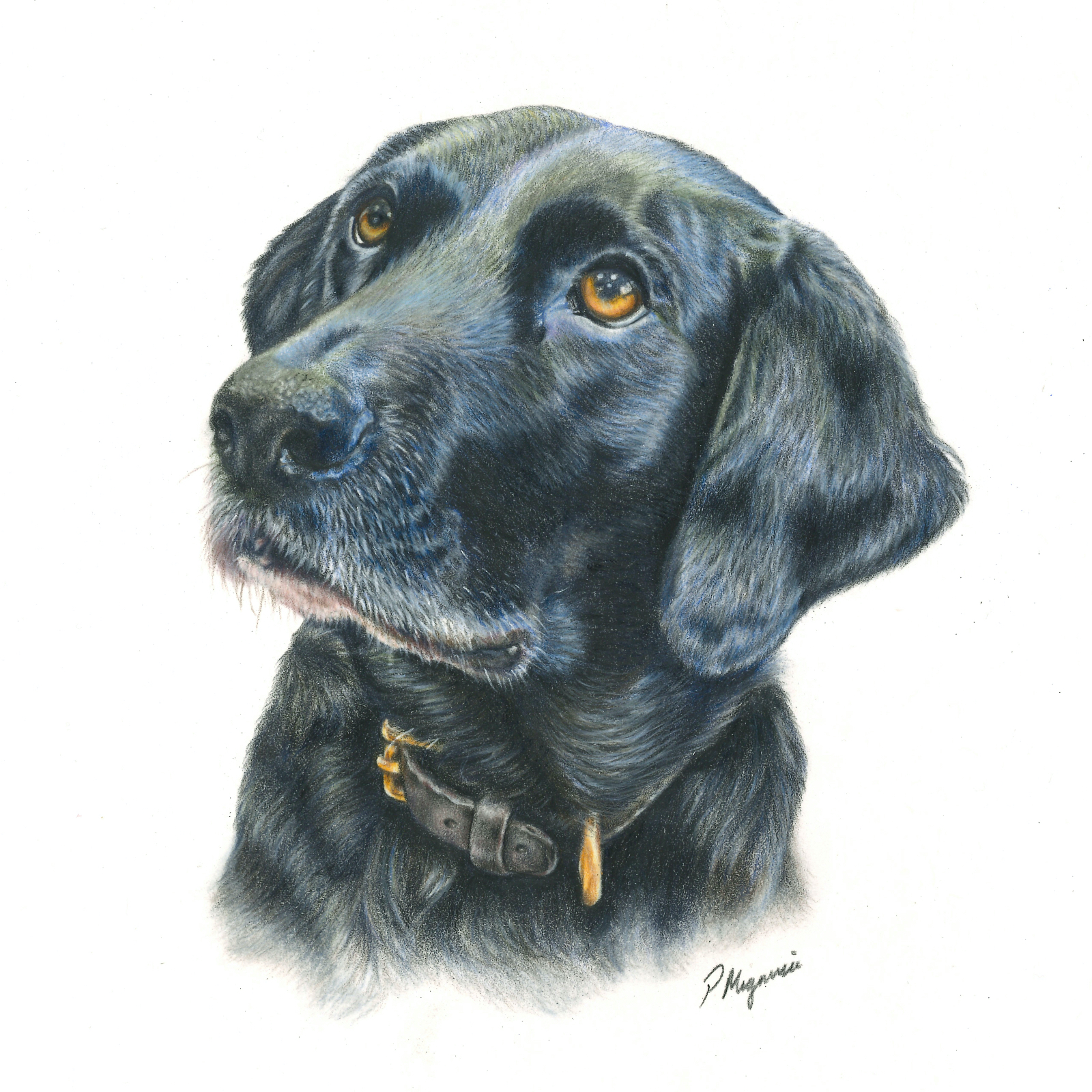 Black labrador dog face