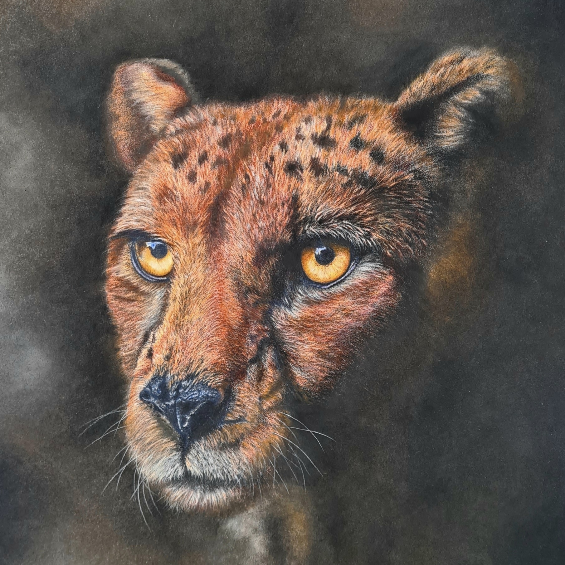 Animal art portrait of a cheetah
